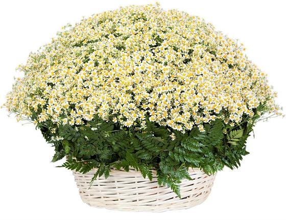 Цветочная композиция из Ромашки в корзине в Дигоре